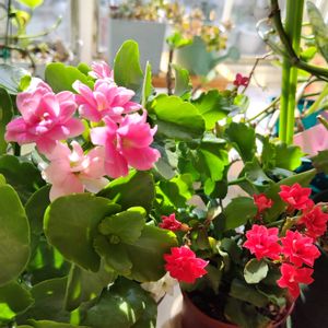 カランコエ,鉢植え,かわいい花,春の訪れ,陽射しを浴びての画像