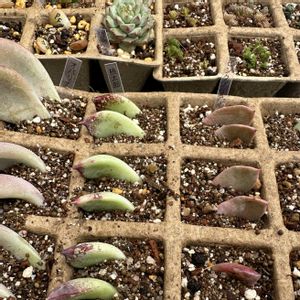 多肉,オパリナ,オパリナ,桃太郎,桃太郎の画像