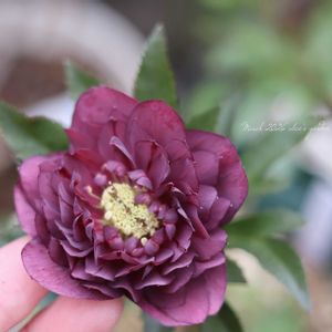 クリスマスローズ,鉢植え,HTC,信楽狸倶楽部,GSミニモニ。の画像