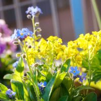 ワスレナグサ,アリッサムサミット,キングフィッシャー デージー,ミラーレス一眼,今日も今日とて‪ෆ  ̖́-‬の画像