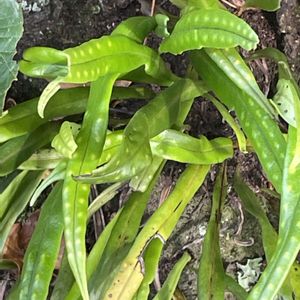 ノキシノブ,花壇,シダ植物,ガーデニング,ウラボシ科の画像