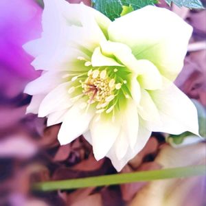 クリスマスローズ,クリスマスローズ ダブル,レンテン・ローズ,地植え,実生の画像