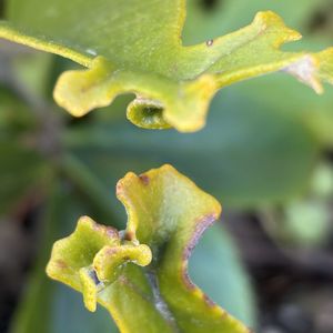 シシヒトツバ,花壇,シダ植物,ガーデニング,ウラボシ科の画像