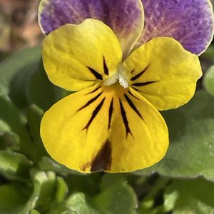 ビオラ,花壇,ガーデニング,山野草,スミレ科の画像