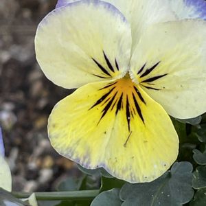 ビオラ,花壇,ガーデニング,山野草,スミレ科の画像