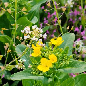 コマツナ,コマツナ,雑草大好き,畑の画像