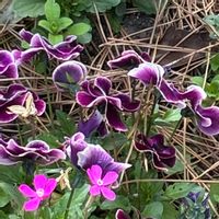 パンジーの画像