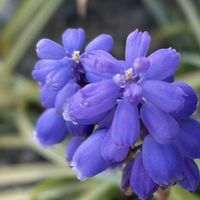 ムスカリ,ムスカリ,ムスカリ,ムスカリ,iPhone17の画像