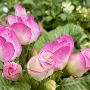 寄せ植え,鉢植え,２０２０年５月同期の画像