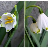 スノーフレークの画像