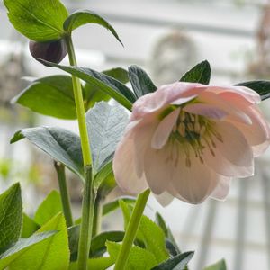 クリスマスローズ,手作りの庭,花のある暮らし,ナチュラルスタイル,GS映えの画像