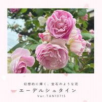 バラ,バラ　エーデルシュタイン,エーデルシュタイン,つるバラ,カップ咲きの画像