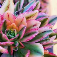 甜茶錦,多肉植物,アエオニウム,朝焼け,Love & Peaceの画像