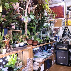 多肉植物,ウラボシ科,ビカクシダ属,食中植物,塊根の画像