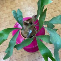 コウモリランの画像