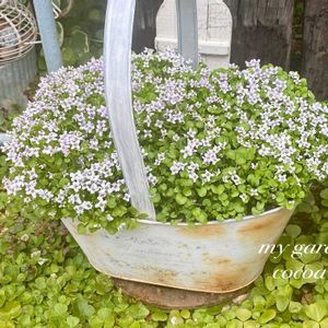 イオノプシジウム,花のある暮らし,緑のある暮らし,ナチュラルスタイル,繋がりに感謝✨の画像