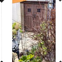 クリスマスローズ,ヤツデ,サクラウツギ,ガーデニング,花のある暮らしの画像