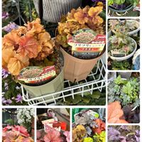 ヒューケラ,お花,花のある暮らし,PR,花好きさんと繋がりたいの画像