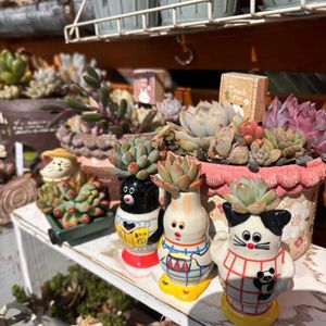 多肉,多肉植物,ベランダガーデン,バルコニー/ベランダの画像