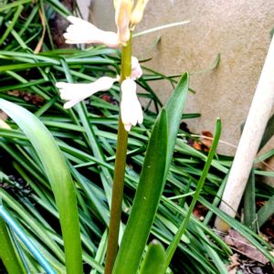 アプローチの画像