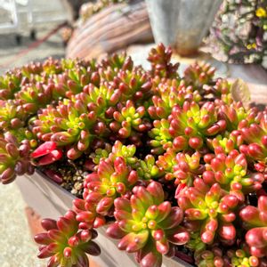 虹の玉,虹の玉,多肉大好き,リメイク鉢,マイガーデンの画像