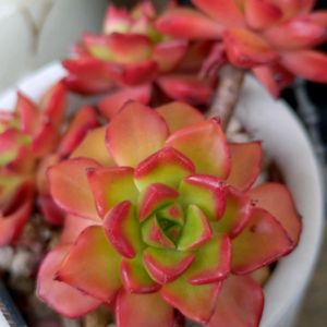 多肉植物,ベランダガーデン,癒し,真っ赤な火曜日の画像