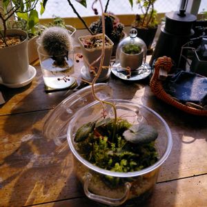 ユキノシタ,苔テラリウム,つぶやき,北海道,ありがとうの画像