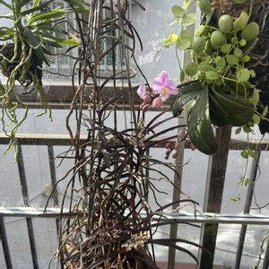 カトレア,バンダ クリステンソニアナ,観葉植物,洋蘭,洋ランの画像