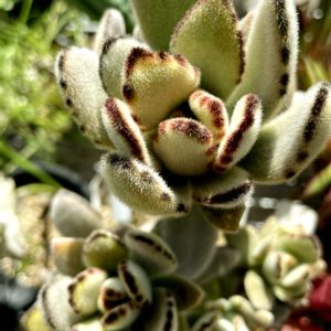 多肉女子,可愛い同居人❣️,おうち園芸,バルコニー/ベランダの画像