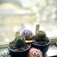 オリヅルラン,オリヅルラン,オベサ,姫キリン,姫キリンの画像