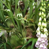 コウモリラン,ビカクシダ,ビカクシダ,ビカクシダ,ウツボカズラの画像