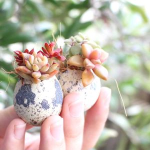 うずら,多肉植物,ベランダガーデン,たまごの殻,多肉植物のある暮らしの画像