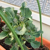 茎ブロッコリー,家庭菜園初心者,おうち園芸,家庭菜園の画像