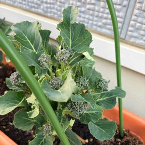 茎ブロッコリー,家庭菜園初心者,おうち園芸,家庭菜園の画像