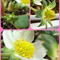 イチゴ,シバザクラ,朧月,芝桜,イチゴの花の画像