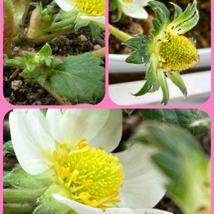 イチゴ,シバザクラ,朧月,芝桜,イチゴの花の画像