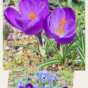 クロッカス,花壇,球根植物,アヤメ科,紫色の花の画像