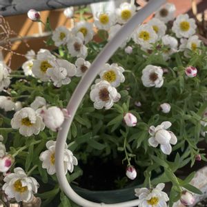 花かんざし,花かんざし,ドライフラワー,大好き,可愛いの画像