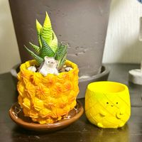 十二の巻,ハオルチオプシス リミフォリア,ハオルチア属,DAISO,パイナップル風の画像