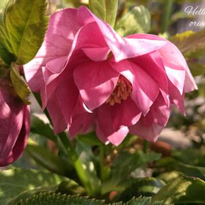 クリスマスローズ,ヘレボルス,花のある暮らし,育てる楽しみ,ヘレボルス・ オリエンタリスの画像