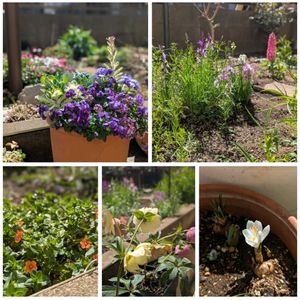 クリスマスローズ,クロッカス,サンシュユ,テーブルヤシ,リナリアの画像