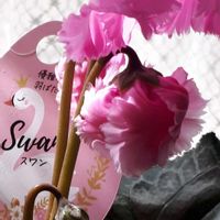 シクラメン,花言葉,ピンクワールドへ ようこそ,花友さんに感謝♡,しあわせ運べるようにの画像