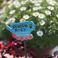 ミルフル・アンティークフリル,ボンザマーガレット,ミルフル,サントリー フラワーズ,花と生きるサントリーの画像