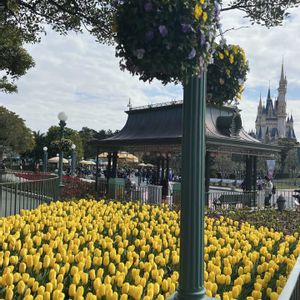 ハンギングバスケット,美しい花,私のお気に入り,元気な花,可愛い花の画像