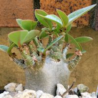 アデニウム,アデニウム オベスム,アデニウム　モンスター,アデニウム　モンスター,観葉植物の画像