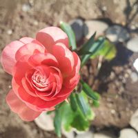 バーベナ,プリムラ,ライラック,ラナンキュラス,ラナンキュラスラックス♡エリスの画像