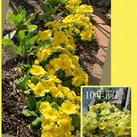 プリムラ　ジュリアン,多年草,花のある暮らし,私の庭,今年もありがとうの画像