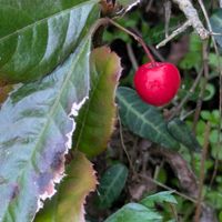 ヤブコウジ,ヤブコウジ,花のある暮らし,植物好き,自然の不思議の画像