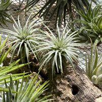 チランジア,エアプランツの画像