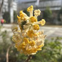 ミツマタ,ユキヤナギ,ギョリュウバイ,キフジの画像